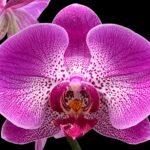 Double Spikes Phalaenopsis I-Hsin Chandra (4.5" pot)