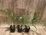 Catasetum Frilly Doris Blooming Size (3.5” Pot) - Image 3