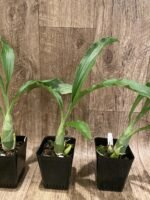 Catasetum Frilly Doris Blooming Size (3.5” Pot) - Image 5