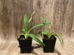 IN SPIKE - Rare Phrag. besseae flavum x Anthony Omeis (3.5" pot) - Image 2