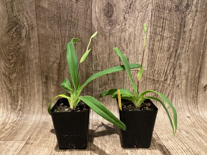 IN SPIKE  - Rare Phrag. besseae flavum x Anthony Omeis (3.5" pot) - Image 2