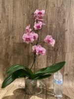 In Spike Phalaenopsis I-Hsin Seasame (4.5" pot) - Image 5
