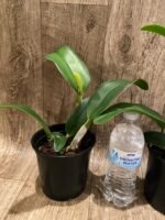 In Sheath Cattleya Rlc. Siam White 'The Best' (5” pot) - Image 4