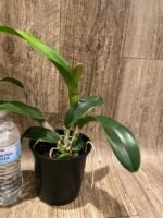 In Sheath Cattleya Rlc. Siam White 'The Best' (5” pot) - Image 5