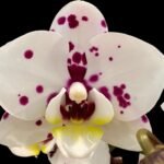 Double Spikes Phalaenopsis KV King (Sogo Yukidian x Taida Pearl) (3.5” pot)