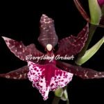 In Spike Colmanara Massai ‘Splash’ (3.5” pot)