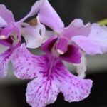 Papilionanthe hookeriana (Blooming Size, 2” pot)