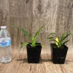 Phrag.Super Nova (Ackers Superstar x kovachi]) (3.5" pot)