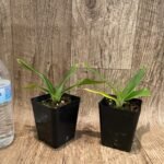 Phrag. Fritz Schomburg (besseae x kovachii) (3.5" pot)