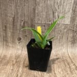 Phrag. Inca Rose 'White Hot' x Acker's Dream (3.5" pot)