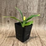 Phrag. Ackers Lovely × kovachii (3.5" pot)