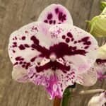 Double Spikes Phalaenopsis Speechless Elegance (4.5" pot)