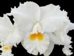 In Sheath Cattleya Earl 'Imperialis' x Mishima Pearl Blumen Insel Multi Growths (5” pot)
