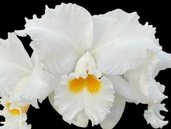 In Sheath Cattleya Earl 'Imperialis' x Mishima Pearl Blumen Insel Multi Growths (5” pot) - Image 1