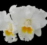 In Sheath Cattleya Earl 'Imperialis' x Mishima Pearl Blumen Insel Multi Growths (5” pot) - Image 2
