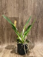In Sheath Cattleya Earl 'Imperialis' x Mishima Pearl Blumen Insel Multi Growths (5” pot) - Image 5