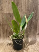 In Sheath Cattleya Earl 'Imperialis' x Mishima Pearl Blumen Insel Multi Growths (5” pot) - Image 7