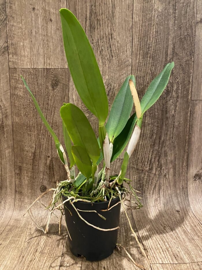 In Sheath Cattleya Earl 'Imperialis' x Mishima Pearl Blumen Insel Multi Growths (5” pot) - Image 7
