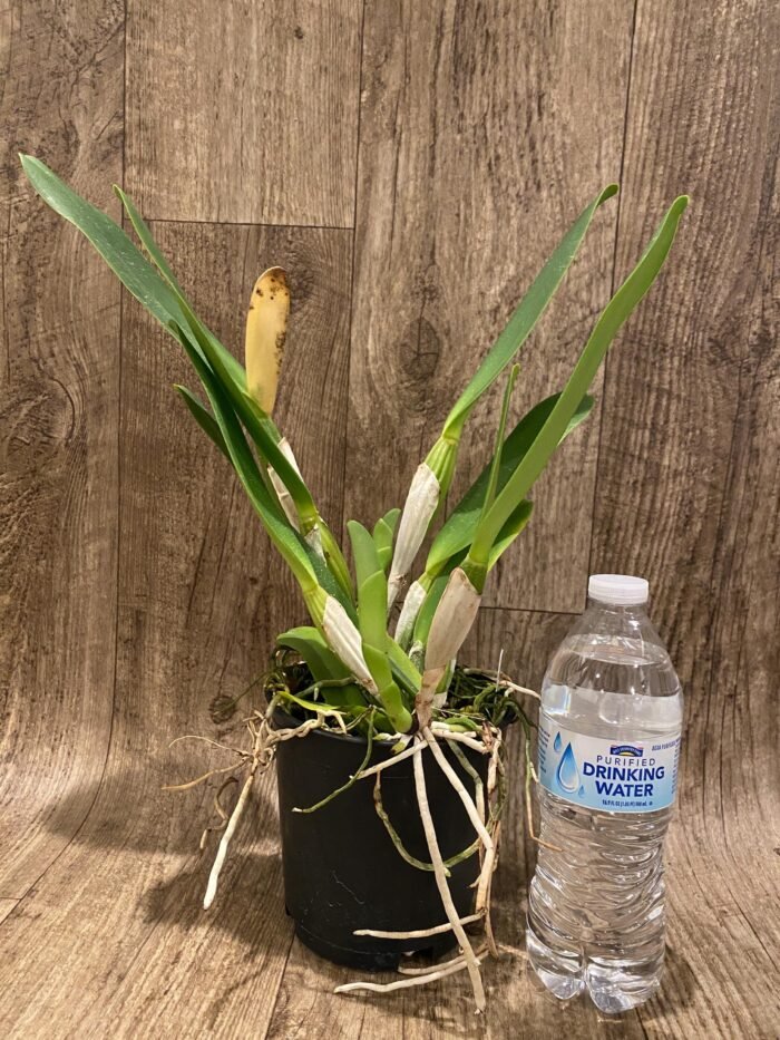 In Sheath Cattleya Earl 'Imperialis' x Mishima Pearl Blumen Insel Multi Growths (5” pot) - Image 3