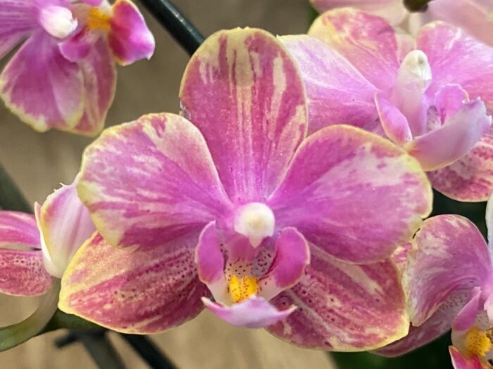Fragrant Double Spikes Phalaenopsis Diffusion Splash Rare Form (3.5" pot) - Image 1
