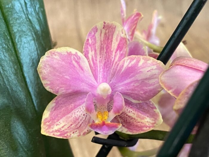Fragrant Double Spikes Phalaenopsis Diffusion Splash Rare Form (3.5" pot) - Image 4