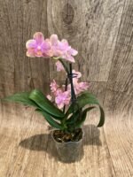 Fragrant Double Spikes Phalaenopsis Diffusion Splash Rare Form (3.5" pot) - Image 8