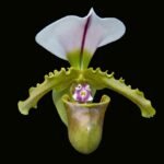 Paphiopedilum Spicerianum x sib Blooming Size (3.5” Pot)