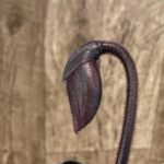 In Spike Paph. (Hsinging Ruby Cherry x Hilo Red Shift) 'Charles’ x Paph. Mem. Serafin Perez 'Christmas' (3.5” pot)