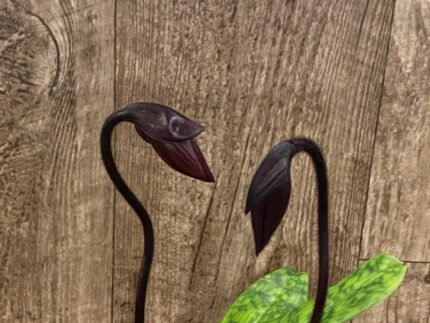 In Spike Paph. Mem. Serafin Ferez 'Christmas' × Paph. Hsinying Macasar '#1' (3.5” pot)