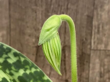In Spike Paph. Hilo Green Tea 'Open Mind' × Paph. Hilo Super Green 'Forest' (3.5” pot)