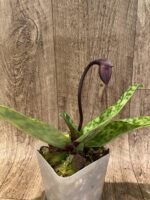 In Spike Paph. Mem. Serafin Ferez 'Standing Tall' x Paph. Shang-Shiu Heart 'Gala' (3.5” pot) - Image 4