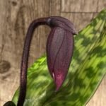 In Spike Paph. Shun-Fa Web (Hung Sheng Bay x Hsinying Web) (3.5” pot)