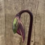 In Spike Paph. Hilo Advance '#7* x Paph. Hilo Beans 'DD#2’ (3.5” pot)