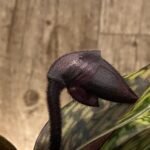 In Spike Paph. Shun-Fa Web 'White Eagle' × Paph. (Hung Sheng Magic x Hsinying Web) 'Double Ruby’ (3.5” pot)