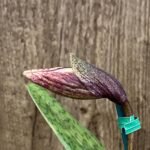 IN SPIKE Paph. King Charles × (Chou-Yi Citron x Arco Heart) (3.5” Pot)