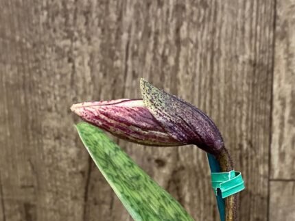 IN SPIKE Paph. King Charles × (Chou-Yi Citron x Arco Heart) (3.5” Pot)