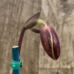 IN SPIKE Paph. Stonei (#1 790) x (Niven Yuan x 'Anathona Aibum' (3.5” Pot)