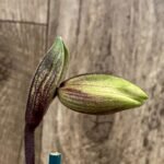 In Spike Paph. (Henryanum 'Showshan') x (Chou-Yi Citron x Chou Vi Apple) (3.5” Pot)