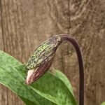 In Bloom Paph. (Chouyi Citron x Chouyi Apple) x (Hsinying Raisin x Hsinying Viny) (2” pot)