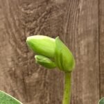 In Spike Paph. Miaohua Golden Venus x helenae (2” pot)