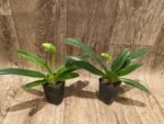 In Spike Paph. Miaohua Golden Venus x helenae (2” pot) - Image 3