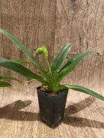 In Spike Paph. Miaohua Golden Venus x helenae (2” pot) - Image 5
