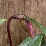 In Bloom Paph. Charlesworthii (Miao Hua x MH Chili SM/TPS) x (Chouyi Citron x Chouyi Apple) Light (2” pot)