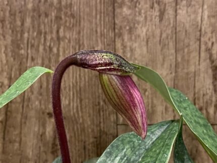 In Bloom Paph. Charlesworthii (Miao Hua x MH Chili SM/TPS) x (Chouyi Citron x Chouyi Apple) Light (2” pot)