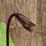 In Spike Paph. ((Makuli-Quicksiver) x Hsinying Citron)) x Charlesworthii (2” pot)