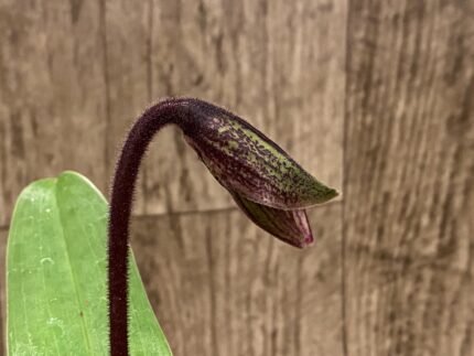In Spike Paph. ((Makuli-Quicksiver) x Hsinying Citron)) x Charlesworthii (2” pot)