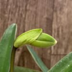 In Spike Paph. In Charm Gold 'VS1' x Miaohua Golden Venus (2” pot)