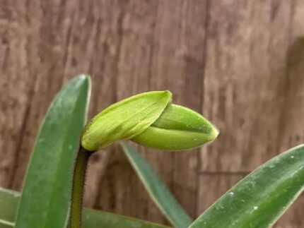 In Spike Paph. In Charm Gold 'VS1' x Miaohua Golden Venus (2” pot)