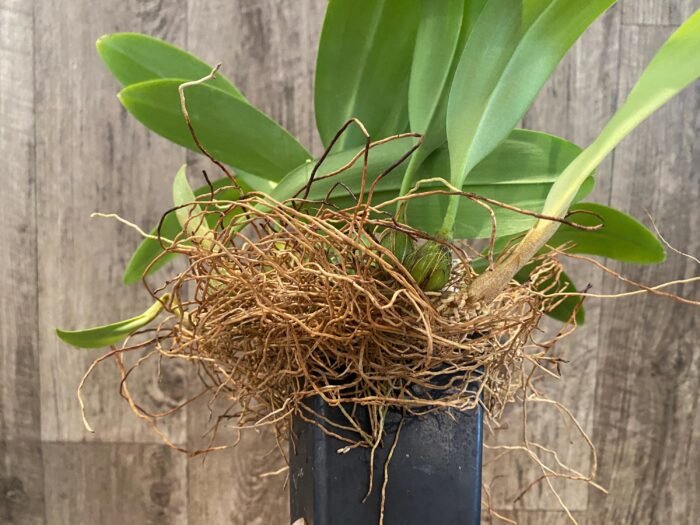 Bulbophyllum claptonense blooming Size Overgrowth (3.5” Pot) - Image 5