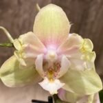 Double Spikes Phalaenopsis Peloric (3.5" pot)